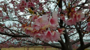 P_20160306_143032_DF